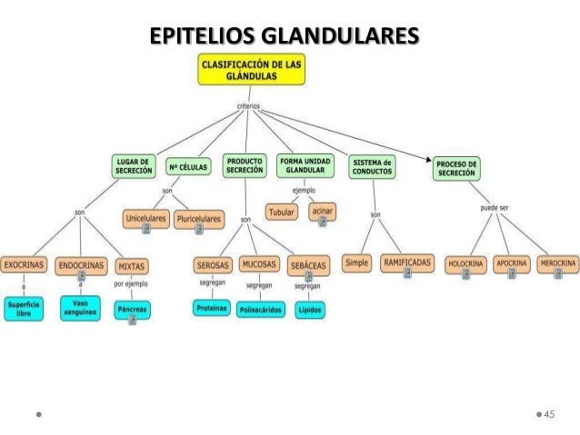 02 tejido epitelial, conectivo y piel 2013