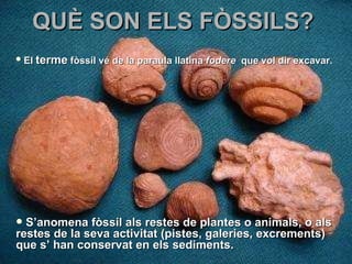 QUÈ SON ELS FÒSSILS? S’anomena fòssil als restes de plantes o animals, o als restes de la seva activitat (pistes, galeries, excrements) que s’ han conservat en els sediments.   El  terme  fòssil vé de la paraula llatina  fodere   que vol dir excavar. 