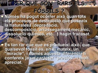 PER QUÉ SÓN  RARS ELS FÓSSILS ? Només ha pogut ocórrer això quan tots els procesos de destrucció que poseeix la naturalesa (depredació, descomposició, arrossegament mecànic, dissolució química, etc…) hagin fracasat.  És tan rar que que es produeixi això, que qualsevol fòssil és, en si mateix, un ''miracle'', i només aquesta diferència li confereix ja un caràcter “preciós''  i molt apreciat.    