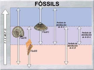 FÒSSILS 