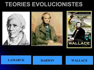TEORIES EVOLUCIONISTES LAMARCK DARWIN WALLACE 