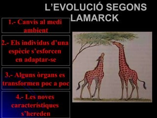 L’EVOLUCIÓ SEGONS LAMARCK  1.- Canvis al medi  ambient 2.- Els individus d’una  espècie s’esforcen  en adaptar-se 3.- Alguns òrgans es  transformen poc a poc 4.- Les noves  característiques  s’hereden 