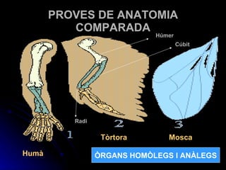 PROVES DE ANATOMIA COMPARADA ÒRGANS HOMÒLEGS I ANÀLEGS Húmer Cúbit Radi Humà Tòrtora Mosca 