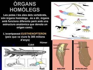ÒRGANS HOMÒLEGS Les potes i les ales dels vertebrats, són òrgans homòlegs , és a dir, òrgans amb funcions diferents però amb una estructura anatòmica que denota un origen comú.  L’avantpassat  EUSTHENOPTERON  (peix que va viure fa 385 milions d’anys) Húmer Cúbit Radi 
