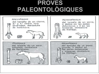 PROVES PALEONTOLÒGIQUES 