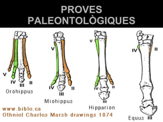 PROVES PALEONTOLÒGIQUES 