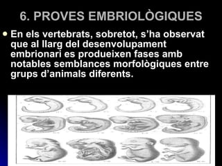 6. PROVES EMBRIOLÒGIQUES En els vertebrats, sobretot, s’ha observat que al llarg del desenvolupament embrionari es produeixen fases amb notables semblances morfològiques entre grups d’animals diferents. 