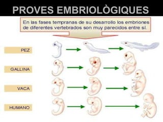PROVES EMBRIOLÒGIQUES 