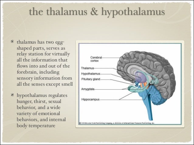 The Brain Parts And Functions