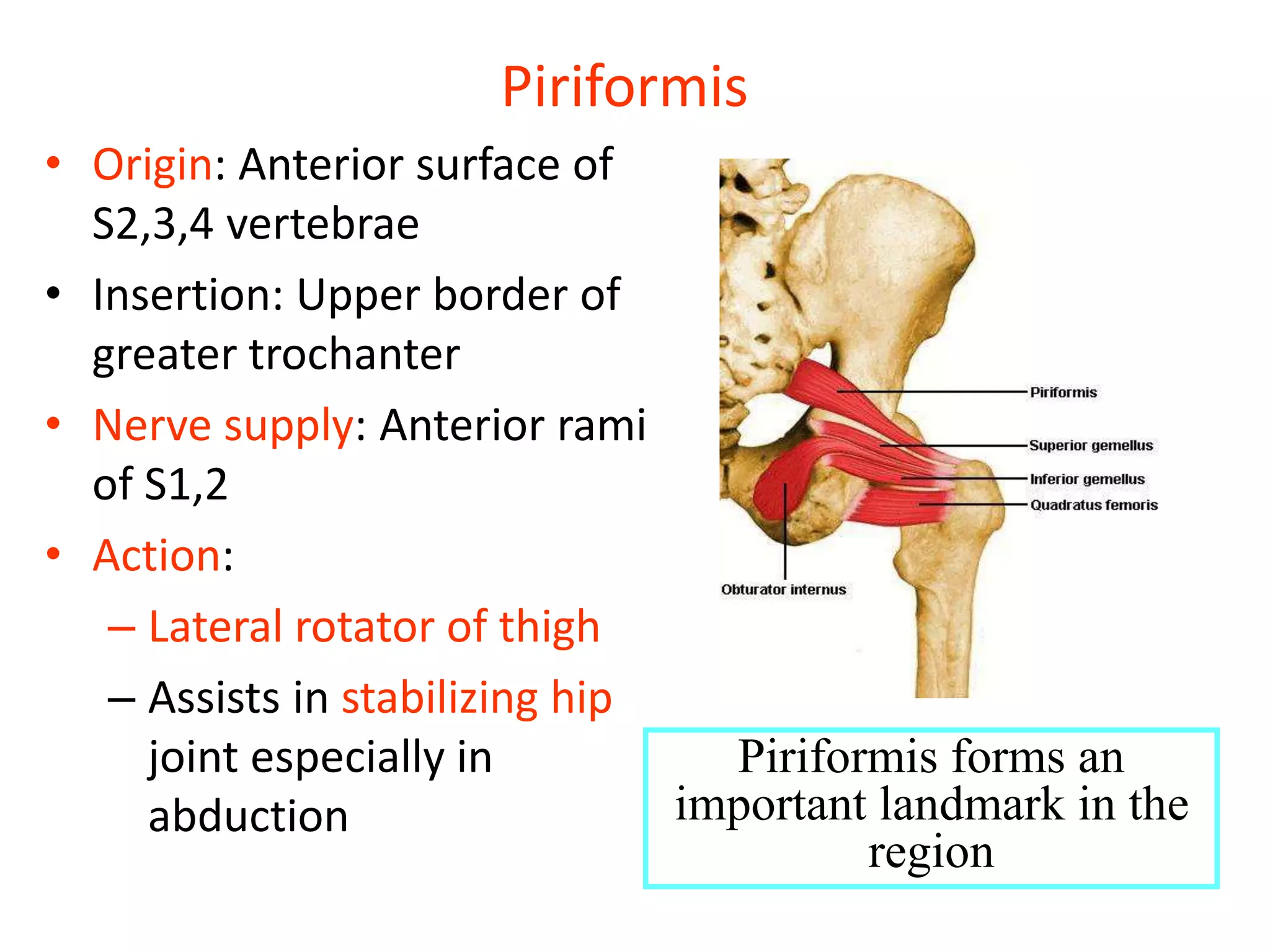 02 THE GLUTEAL REGION-AN OVERVIEW OF KURIA SERIES.pptx