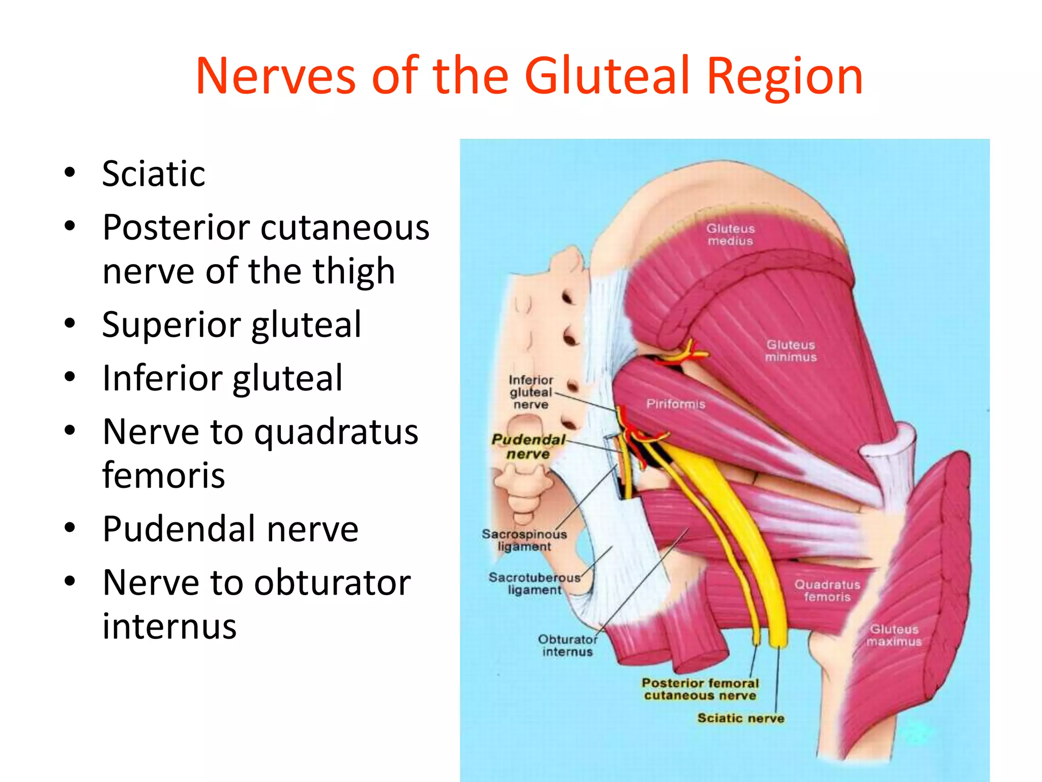 02 THE GLUTEAL REGION AN OVERVIEW OF KURIA SERIES pptx