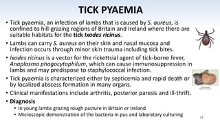 Comprehensive Overview of Staphylococci and Streptococci ...