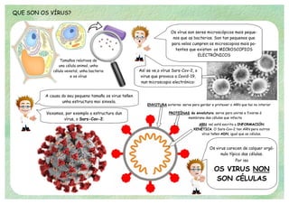 QUE SON OS VÍRUS?
Tamaños relativos de
una célula animal, unha
célula vexetal, unha bacteria
e os vírus
Así se ve,o vírus Sars-Cov-2, o
virus que provoca a Covid-19,
nun microscopio electrónico:
Os vírus son seres microscópicos mais peque-
nos que as bacterias. Son tan pequenos que
para velos cumpren os microscopios mais po-
tentes que existen: os MICROSCOPIOS
ELECTRÓNICOS
ENVOTURA externa: serve para gardar e protexer o ARN que hai no interior
Os virus carecen de calquer orgá-
nulo típico das células.
Por iso
OS VIRUS NON
SON CÉLULAS
PROTEÍNAS da envolutura: serve para unirse e fixarse á
membrana das células que infecta
ARN: nel está escrita a INFORMACIÓN
XENÉTICA. O Sars-Cov-2 ten ARN pero outros
vírus teñen ADN, igual que as células.
A causa do seu pequeno tamaño os virus teñen
unha estructura moi sinxela.
Vexamos, por exemplo a estructura dun
vírus, o Sars-Cov-2:
 