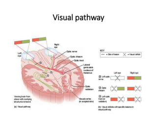 Visual Pathway Functions Vision.pptx