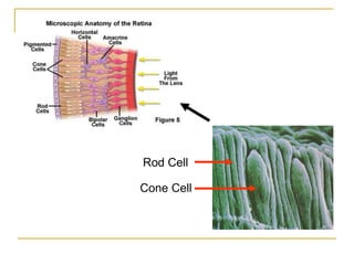 Rod Cell
Cone Cell
 