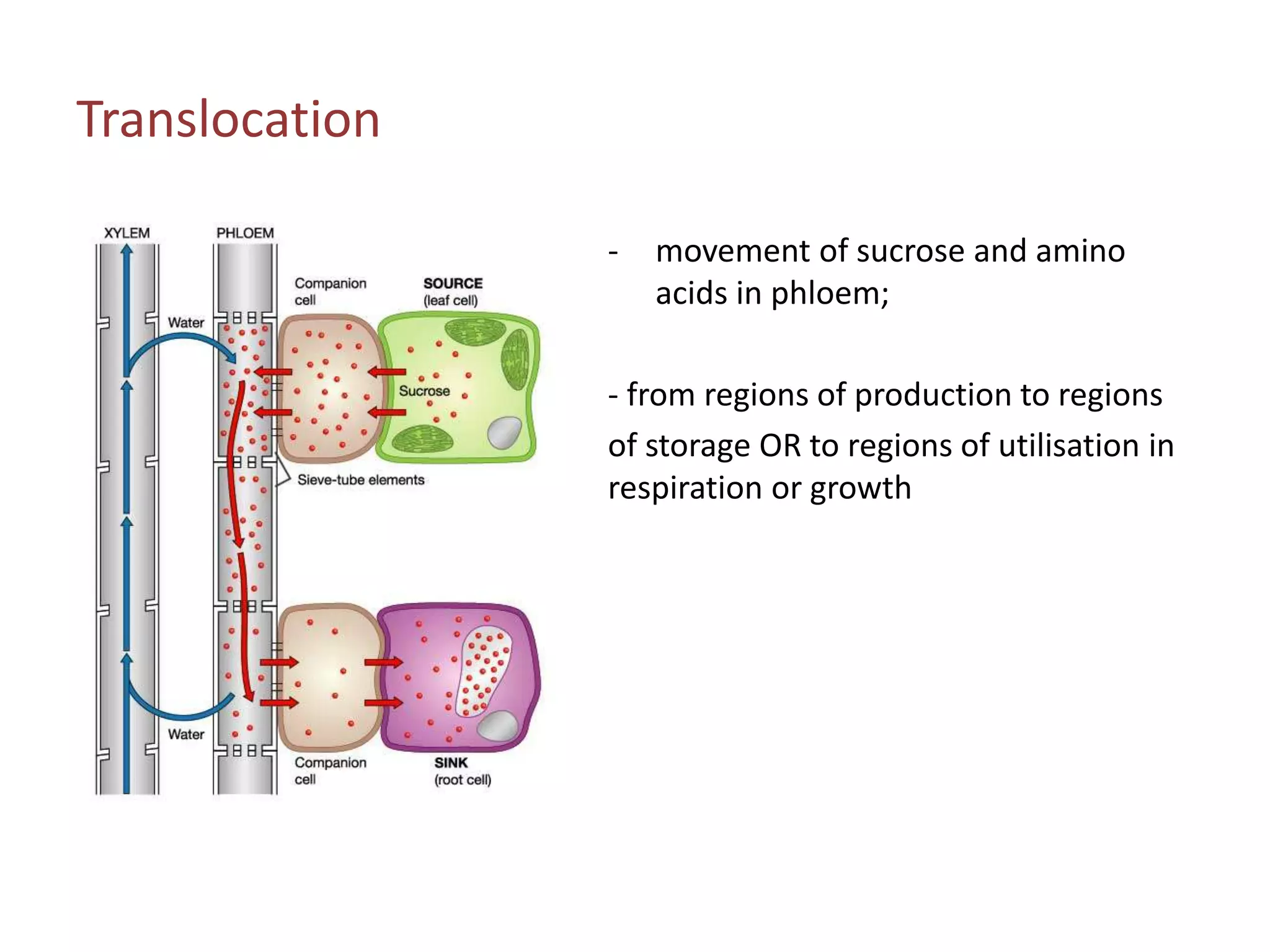 Transport in plants | PPTX