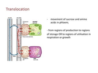 Transport in plants | PPTX