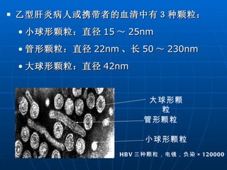 乙型肝炎病人或携带者的血清中有３种颗粒： 小球形颗粒：直径 15 ～ 25nm 管形颗粒：直径 22nm 、长 50 ～ 230nm 大球形颗粒：直径 42nm 大球形颗粒 管形颗粒 小球形颗粒 图  HBV 三种颗粒，电镜，负染 ×120000   