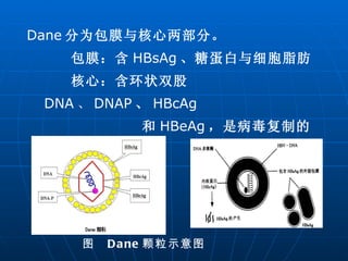 图  Dane 颗粒示意图 Dane 分为包膜与核心两部分。 包膜：含 HBsAg 、糖蛋白与细胞脂肪 核心：含环状双股 DNA 、 DNAP 、 HBcAg 和 HBeAg ，是病毒复制的主体。 