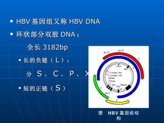 HBV 基因组又称 HBV DNA 环状部分双股 DNA ： 全长 3182bp 长的负链（ L ）： 分  S 、 C 、 P 、 X 区 短的正链（ S ） 图  HBV 基因组结构 