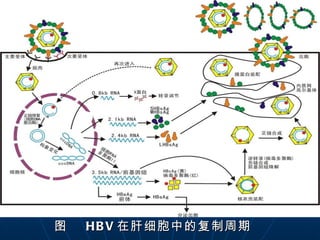 图  HBV 在肝细胞中的复制周期 