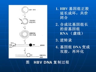 图  HBV DNA 复制过程  HBV 基因组正股延长成环，共价闭合 合成比基因组长的前基因组 RNA （虚线） 逆转录 基因组 DNA 变成双股，再环化  