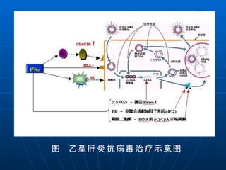 图  乙型肝炎抗病毒治疗示意图 