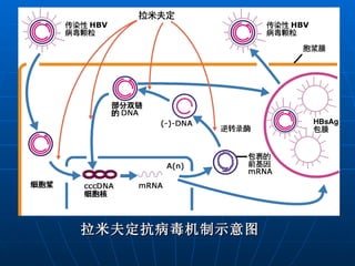 拉米夫定抗病毒机制示意图 