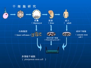 干 细 胞 研 究 成体干细胞 （ somatic stem cell ） 多潜能干细胞  （ pluripotent stem cell  ） 胚囊（ blastocyst ） 胚胎（ fetus ） 内细胞团 （ Inner cell mass ） 原始生殖干细胞 （ Primordial germ cell ） 成人（  adult  ） 
