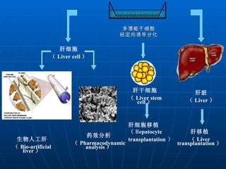 多潜能干细胞 经定向诱导分化 肝细胞 （ Liver cell ） 肝脏 （ Liver ） 肝移植 （ Liver transplantation ） 药效分析 （ Pharmacodynamic analysis ） 生物人工肝 （ Bio-artificial liver ） 肝干细胞 （ Liver stem cell ） 肝细胞移植（ H epatocyte transplantation ） 