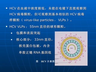 HCV 在血液中浓度极低，未能在电镜下直接观察到 HCV 病毒颗粒，但可观察到基本相似的 HCV 病毒样颗粒（ virus-like particles ， VLPs ）。 HCV VLPs ： 55nm 直径的球形颗粒。 包膜和表面突起 核心部分： 33nm 直径， 核壳蛋白包被，内含 单股正链 RNA 基因组 图  HCV 示意图 