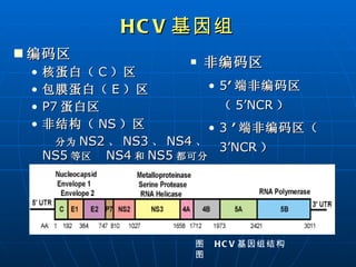 HCV 基因组 编码区 核蛋白（ C ）区 包膜蛋白（ E ）区 P7 蛋白区 非结构（ NS ）区 分为 NS2 、 NS3 、 NS4 、 NS5 等区  NS4 和 NS5 都可分出 A 、 B 两区 。 非编码区 5 ′ 端非编码区（ 5’NCR ） 3   ′ 端非编码区（  3’NCR ） 图  HCV 基因组结构图 