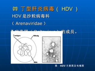 ㈣  丁型肝炎病毒 （ HDV ） HDV 是沙粒病毒科（ Arenaviridae ） δ 病毒属（ Deltavirus ）的成员。 图  HDV 示意图及电镜图 