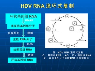 HDV RNA 滚环式复制 环状基因组 RNA RNAP 重复抗基因组分子 裂解 正股 RNA 分子 环化 抗基因组 RNA 转录 环状基因组 RNA 自我剪切 图  HDV RNA 滚环式复制  G ：基因组 RNA ， AG ：抗 - 基因组 RNA ， X ： G 和 AG 分子链被 RNA 自身裂解点  