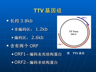 TTV 基因组 长约 3.8kb 非编码区： 1.2kb 编码区： 2.6kb 含有两个 ORF ORF1 -> 编码衣壳结构蛋白 ORF2 -> 编码非结构蛋白 图  TTV 基因 