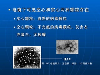 电镜下可见空心和实心两种颗粒存在 实心颗粒：成熟的病毒颗粒 空心颗粒：不完整的病毒颗粒，仅含衣壳蛋白，无核酸 HAV 图  HAV 电镜照片，无包膜，球形， 20 面体对称   