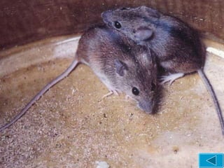 二、流行病学 宿主动物与传染源 ：主要宿主动物是啮齿类，鼠为主要传染源，我国主要以黑线姬鼠、褐家鼠为主要宿主动物与传染源。人不是主要传染源。 传播途径 ：呼吸道传播（最重要途径）、消化道传播、接触传播、垂直传播、虫媒传播。 