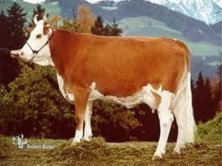 таван эрдэнэ 03.10