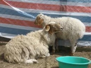 таван эрдэнэ 03.10