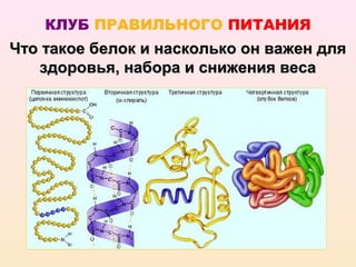 КЛУБ ПРАВИЛЬНОГО ПИТАНИЯ
Что такое белок и насколько он важен для
   здоровья, набора и снижения веса
 