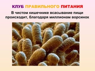 КЛУБ ПРАВИЛЬНОГО ПИТАНИЯ
   В чистом кишечнике всасывание пищи
происходит, благодаря миллионам ворсинок
 