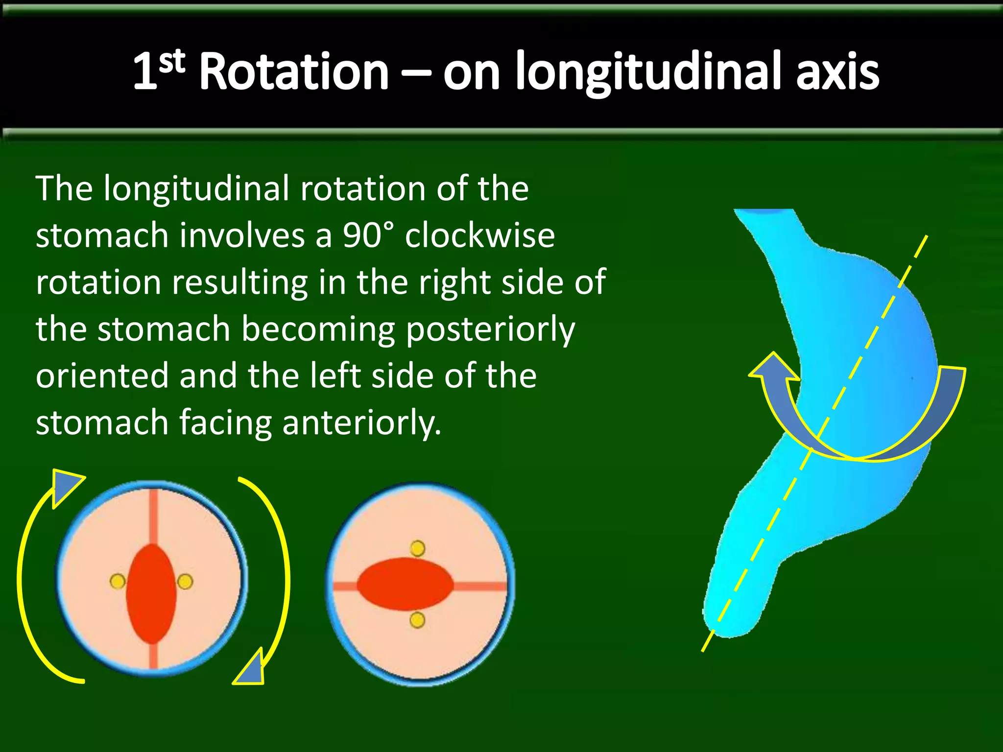 The longitudinal rotation of the
stomach involves a 90° clockwise
rotation resulting in the right side of
the stomach becoming posteriorly
oriented and the left side of the
stomach facing anteriorly.
 