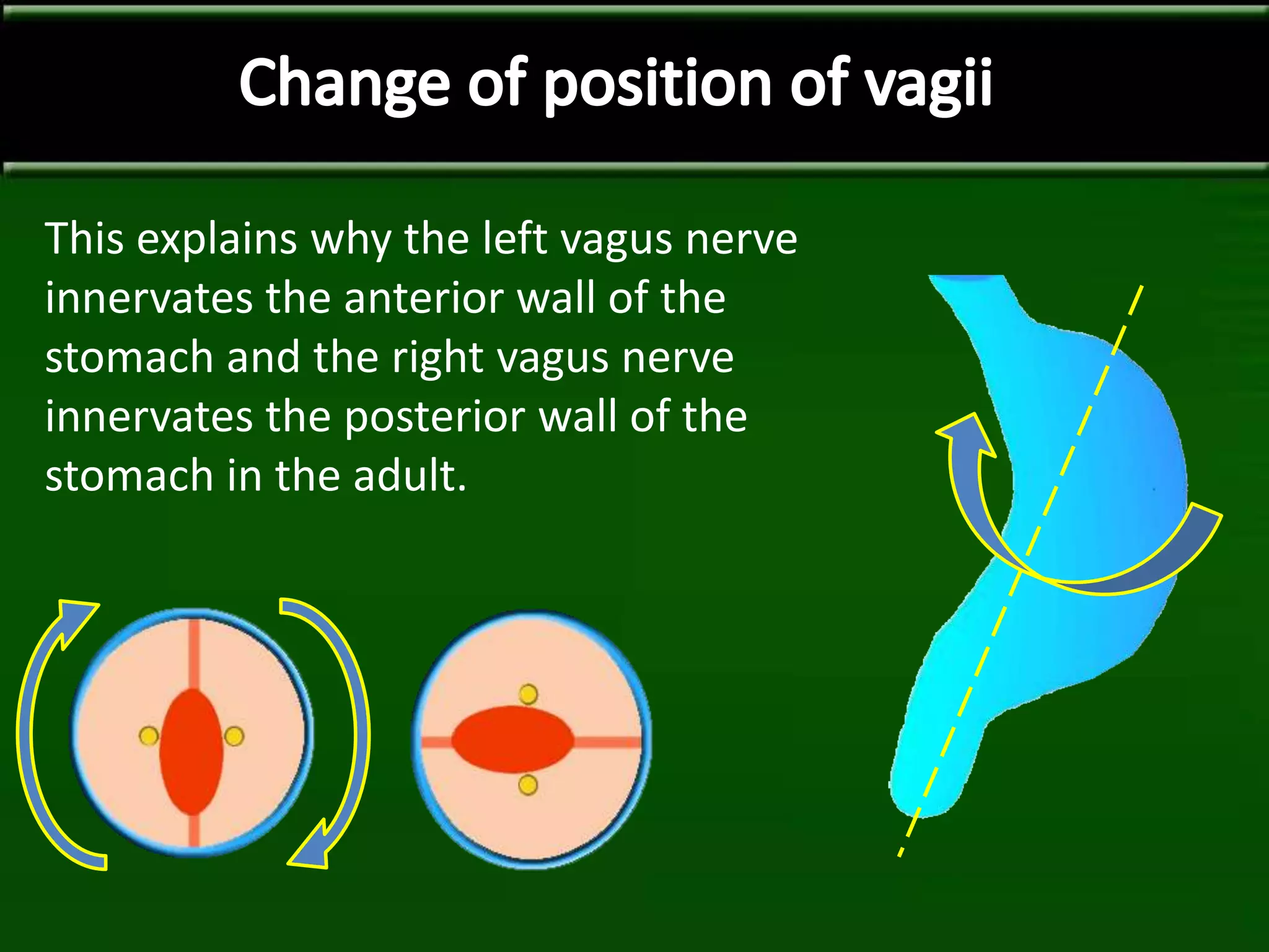 This explains why the left vagus nerve
innervates the anterior wall of the
stomach and the right vagus nerve
innervates the posterior wall of the
stomach in the adult.
 