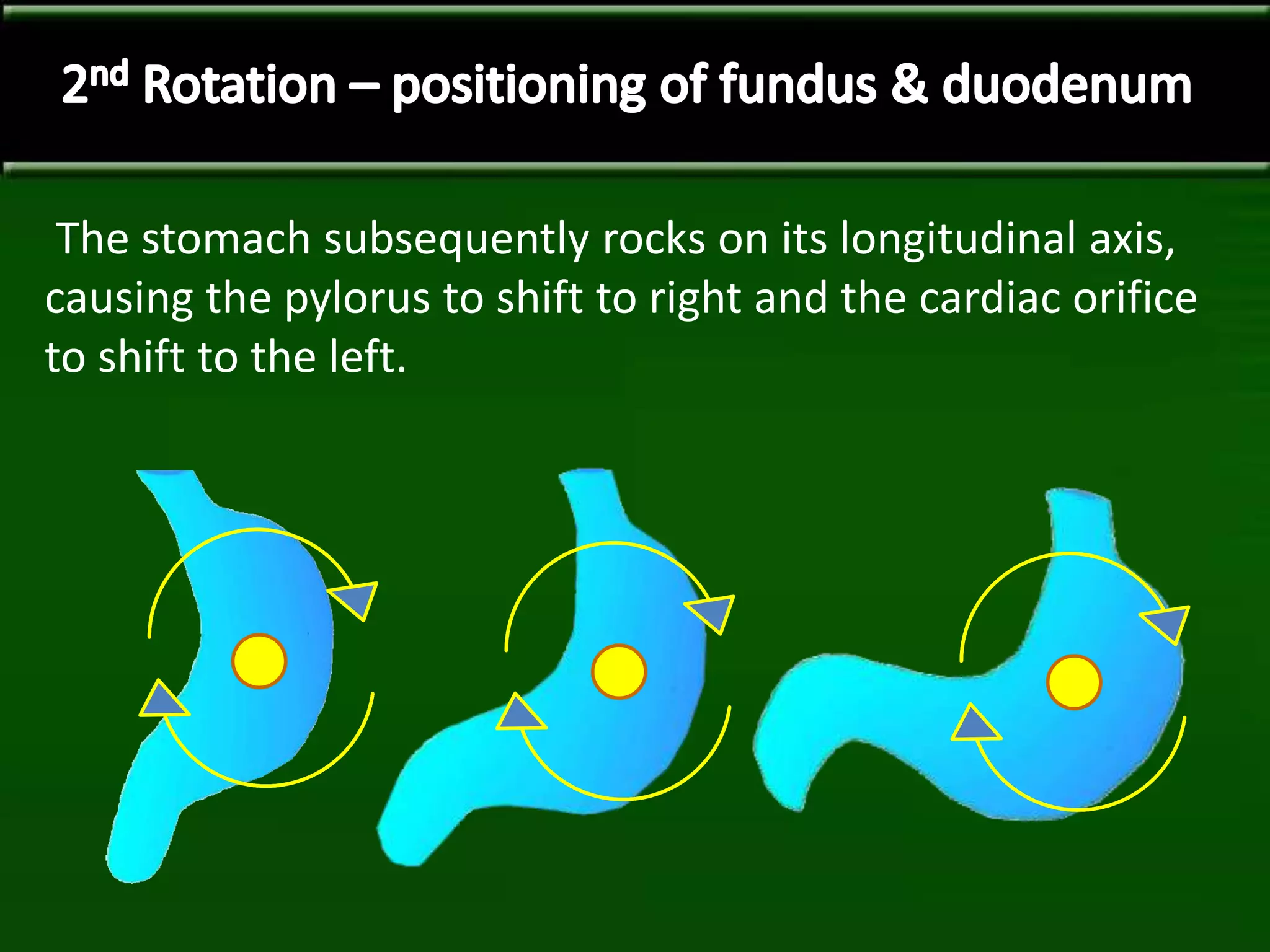 The stomach subsequently rocks on its longitudinal axis,
causing the pylorus to shift to right and the cardiac orifice
to shift to the left.
 