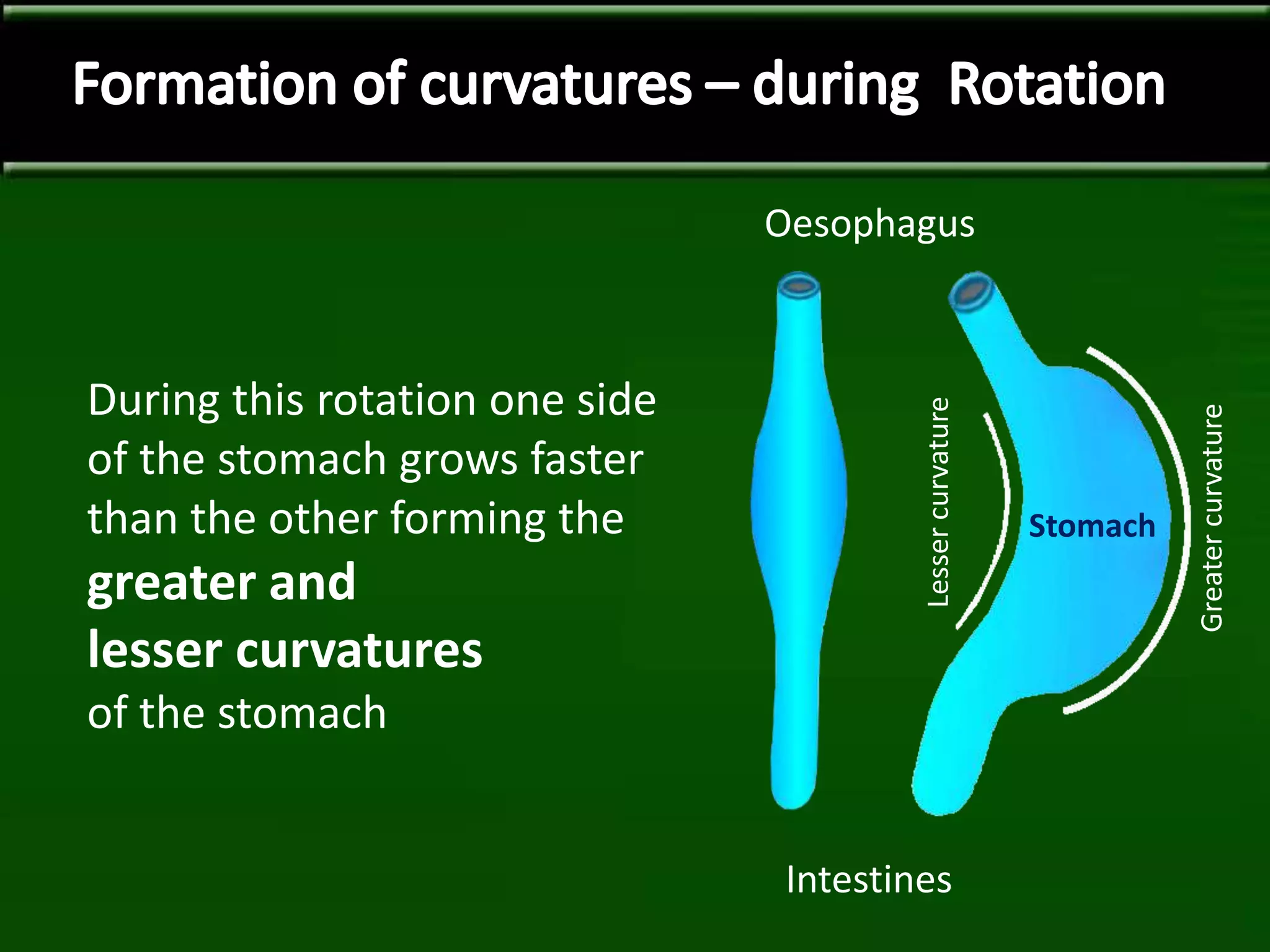 During this rotation one side
of the stomach grows faster
than the other forming the
greater and
lesser curvatures
of the stomach
Oesophagus
Intestines
Stomach
Lessercurvature
Greatercurvature
 