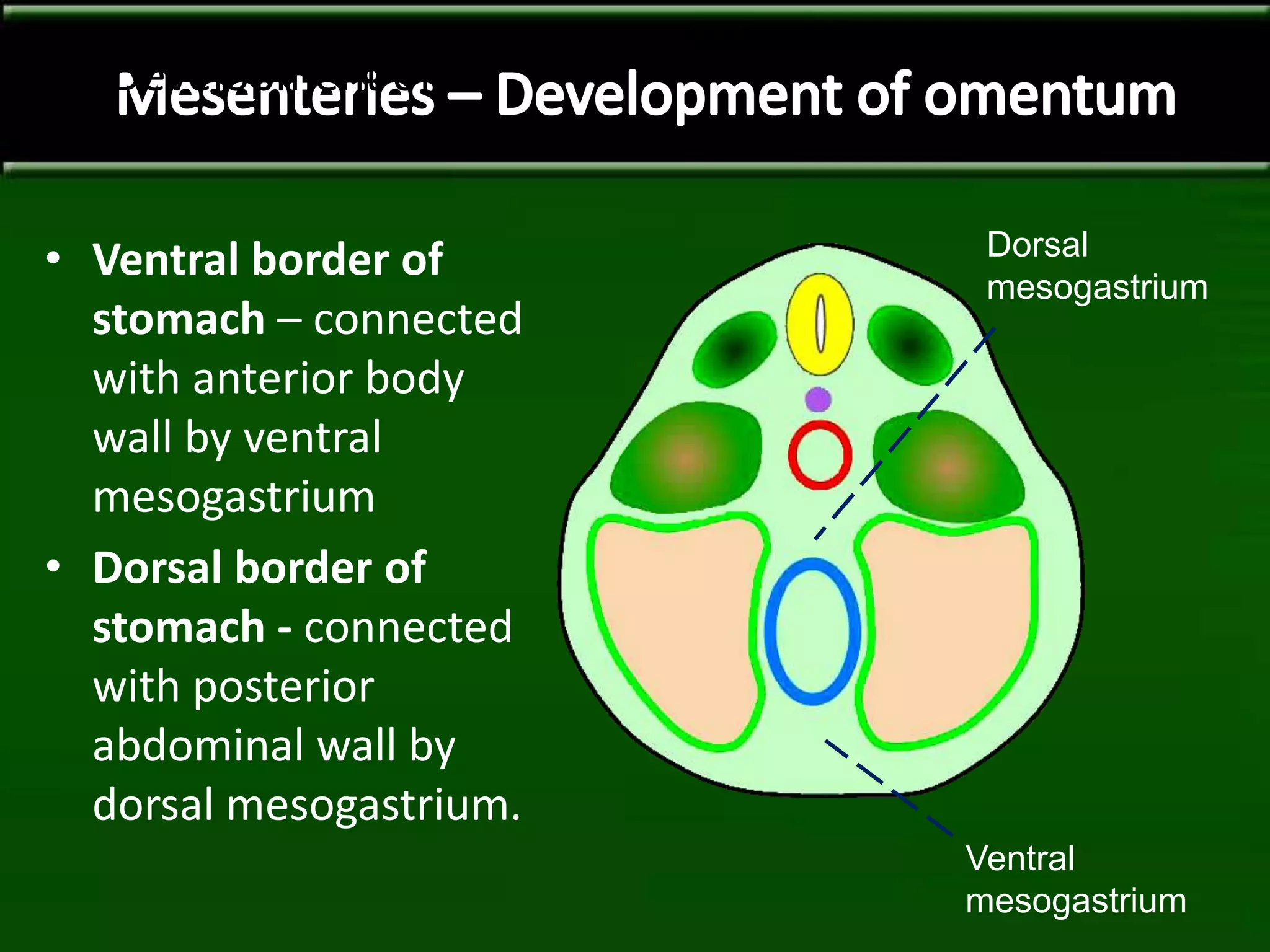 Development of
omentum
• Ventral border of
stomach – connected
with anterior body
wall by ventral
mesogastrium
• Dorsal border of
stomach - connected
with posterior
abdominal wall by
dorsal mesogastrium.
Dorsal
mesogastrium
Ventral
mesogastrium
 