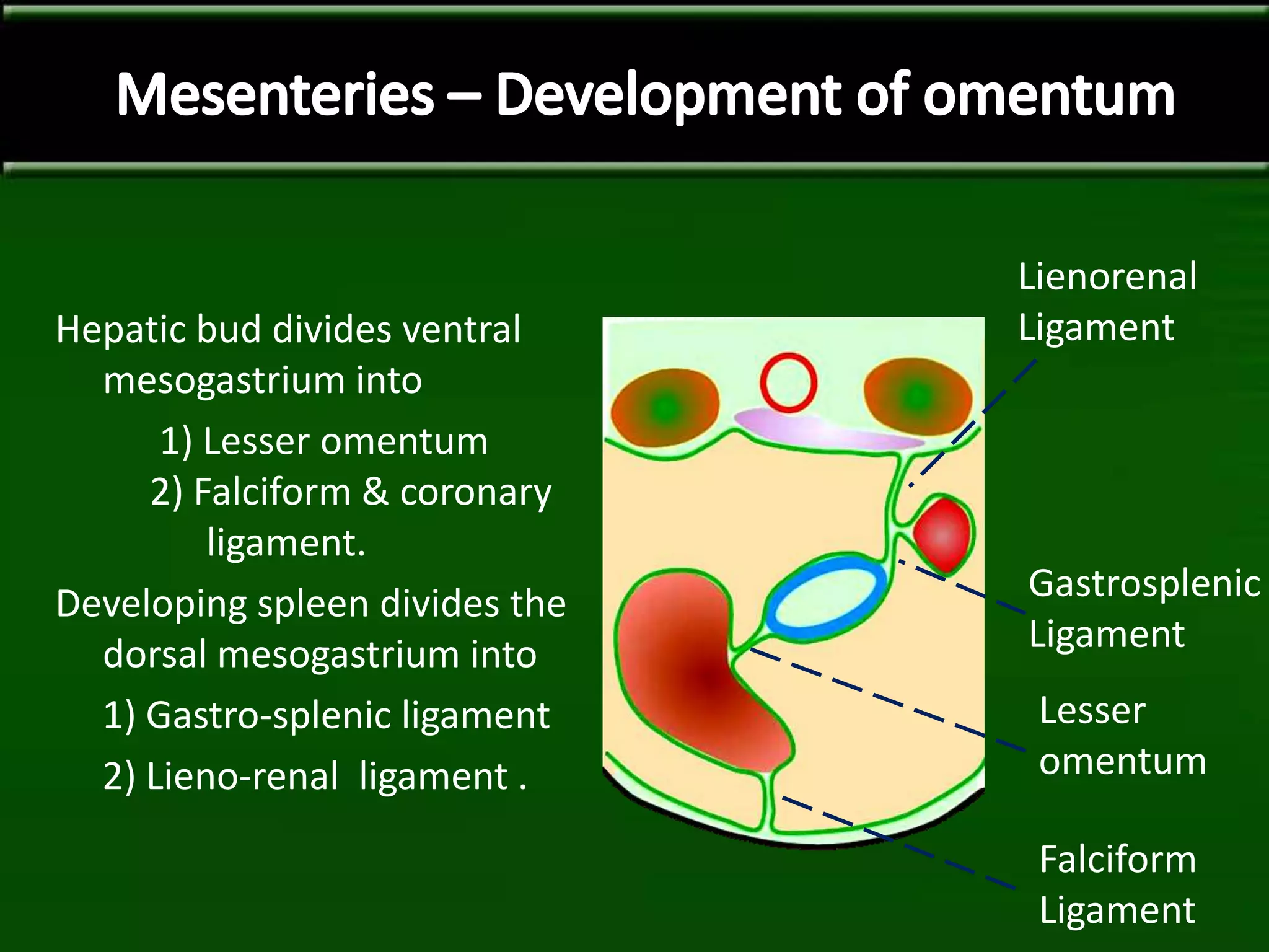 Hepatic bud divides ventral
mesogastrium into
1) Lesser omentum
2) Falciform & coronary
ligament.
Developing spleen divides the
dorsal mesogastrium into
1) Gastro-splenic ligament
2) Lieno-renal ligament .
Lienorenal
Ligament
Gastrosplenic
Ligament
Lesser
omentum
Falciform
Ligament
 