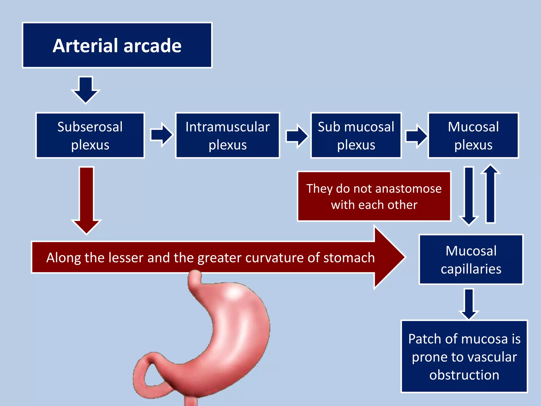 Arterial arcade
Subserosal
plexus
Intramuscular
plexus
Sub mucosal
plexus
Mucosal
plexus
Mucosal
capillaries
Along the lesser and the greater curvature of stomach
Patch of mucosa is
prone to vascular
obstruction
They do not anastomose
with each other
 