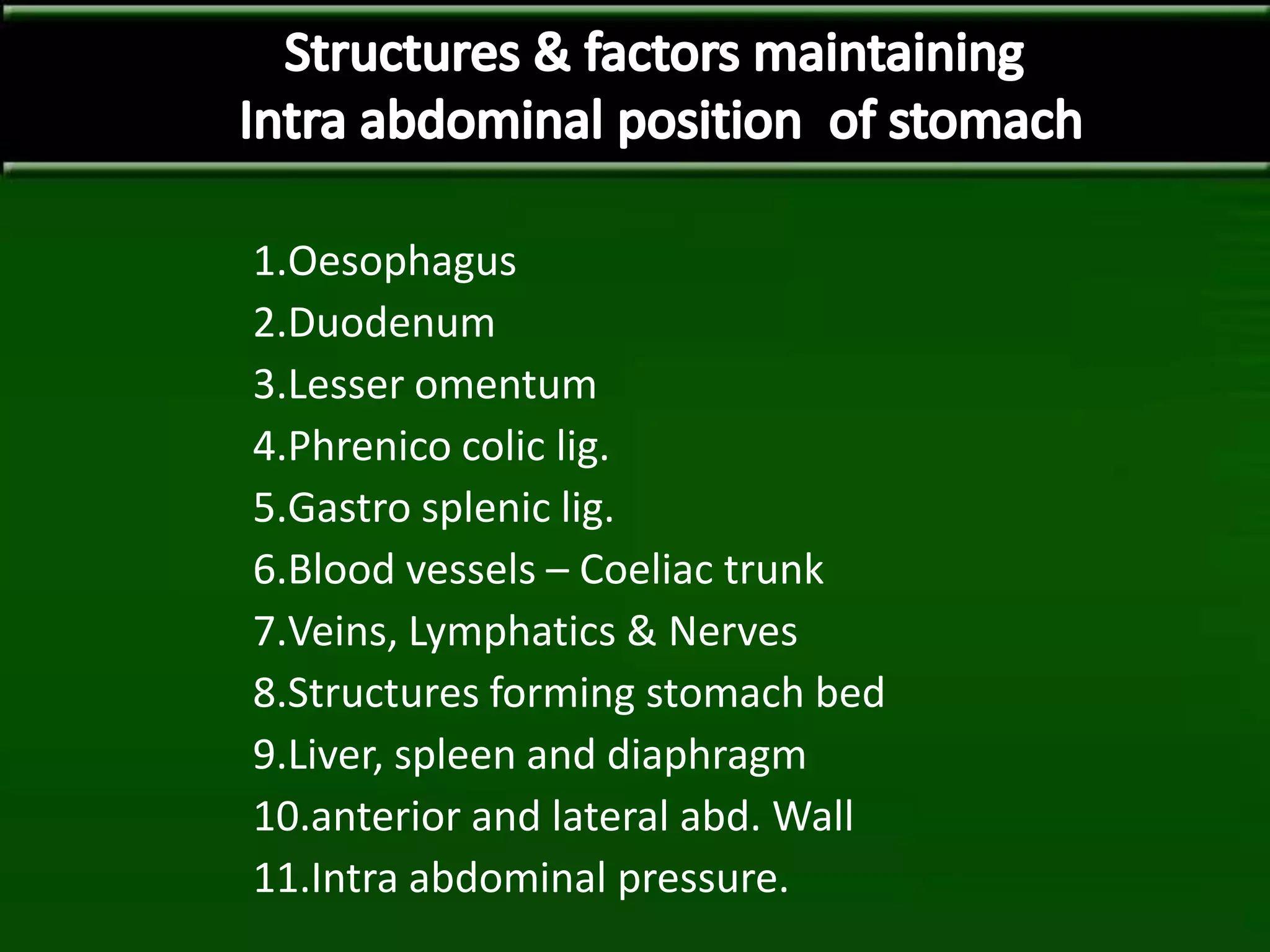 1.Oesophagus
2.Duodenum
3.Lesser omentum
4.Phrenico colic lig.
5.Gastro splenic lig.
6.Blood vessels – Coeliac trunk
7.Veins, Lymphatics & Nerves
8.Structures forming stomach bed
9.Liver, spleen and diaphragm
10.anterior and lateral abd. Wall
11.Intra abdominal pressure.
 