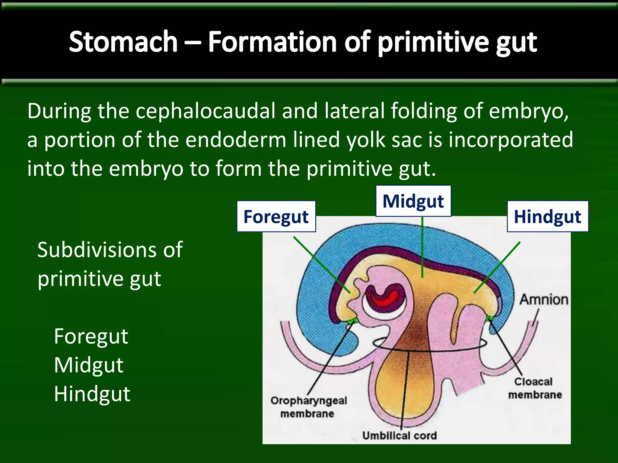 During the cephalocaudal and lateral folding of embryo,
a portion of the endoderm lined yolk sac is incorporated
into the embryo to form the primitive gut.
Foregut
Midgut
Hindgut
Subdivisions of
primitive gut
Foregut
Midgut
Hindgut
 